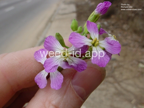 radish
